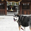 犬連れで迷わない！神社の回り方と作法