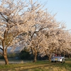 コペンと桜