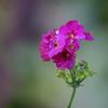 庭の花・紫色のストック