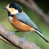 わが歌集からー鳥類(13/15)