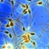 世界初!ミルキングで埋め込みする前立腺マイクロチップ解説22-ガラスの精子と米国特許