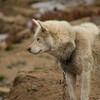 三人の偉人の犬好きエピソード