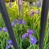 アイリスの花を仰いで手酌酒