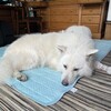 甘えん坊の坊ちゃん