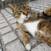 5月後半の #ねこ #cat #猫 その1
