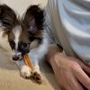子犬が服や手足を噛むときに我が家でやっていること｜5ヶ月弱パピヨンの甘噛み記録