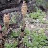 Equisetum arvense　スギナ・ツクシ