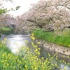 五条川 落下盛んのソメイヨシノ　桜めぐり2024