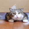 【知識】猫が通れる隙間は何cm？！