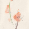 水彩画を描いた、梅の花