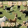 【2025年最新】福岡のドッグラン＆ドッグカフェ：ペット(犬)可のおすすめ施設60選！