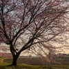 北浅羽桜堤公園の安行寒桜