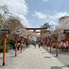 【平野神社】桜苑や本殿の珍しい桜を現地レポ！60種類咲く「桜の博物館」でお花見