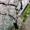 桜が咲いた。