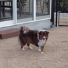 犬と一緒にグランピング