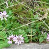 蓮華やタンポポ