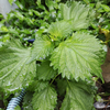 【薬膳】野草のチカラを食べよう