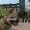 高麗神社から曼珠沙華公園までお散歩2 今日の柴ちゃん219 毎日ご飯