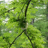 すでに梅雨？