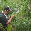 ブルーベリーの摘みとり研修の様子3　土砂の山