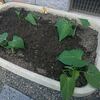 サツマイモ植え付け