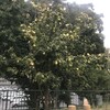 花梨