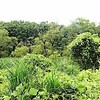 梅雨時の平和公園 里山散歩