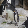 姫路市立動物園　マゼランペンギン