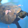 タライの花子さん