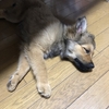 天子の飼い主さんからお便り