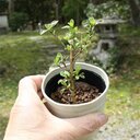 ハクチョウゲ（白丁花）大好きblog