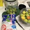 100均生活、梅シロップを作ろう！
