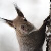 雪国の田舎暮らしは、子供達にとって楽しい遊びがいっぱい。