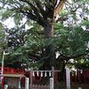 東京都豊島区　雑司ヶ谷遺跡