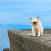 隣県西部離島のねこさん