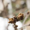 藤の花芽と「ファファモ」の交差接種結果・・・痛いのよ～、痛いのよ～♪