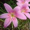 えんぴつの花★葉も美しいジャカランダ