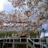 長篠城址の桜