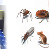 How To Choose A Dependable Pest Control Company