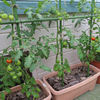 屋上菜園の中玉トマト