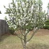 My cat yard apple tree