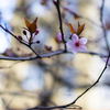 葉桜の季節に入学式を想うということ。