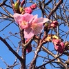 根岸森林公園の河津桜が咲き始めました&#127800;