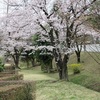 日曜日の花散歩～🌸