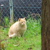 ４月３日　江東区毛利から神田須田町までの猫さま歩き　とその情景