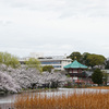 【台東区】美しい不忍池の桜並木