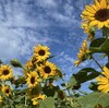 🌻見ごろを過ぎても咲き続けるヒマワリ
