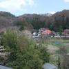 埴原城　桜も咲き始めましたが山菜も忙しそうです。（過去の日記記事）