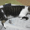 ねこ😸あるある