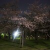 夜桜に癒される~🌸